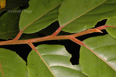 Casearia wynadensis